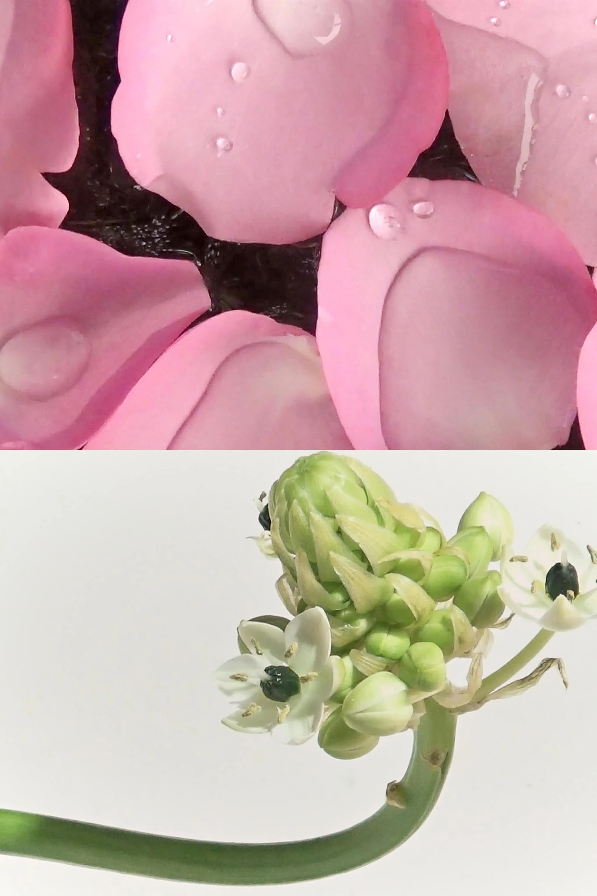 Парфюмерная вода FLEUR D'ORANGER, 100 мл — Цвет не указан — фото 3