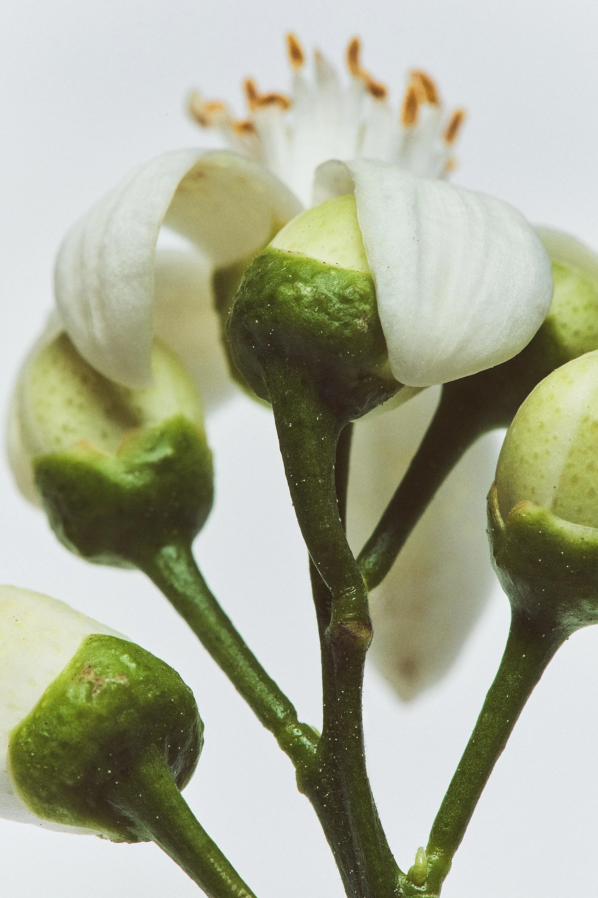 Парфюмерная вода FLEUR D'ORANGER, 100 мл — Цвет не указан — фото 2